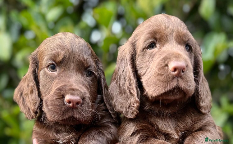 Cocker Spaniel dogs - Advert 1
