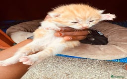 Mixed Breed cats for sale: Kitten - Image 2