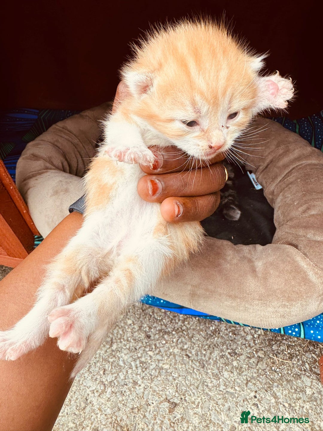Mixed Breed cats for sale: Kitten - Image 2