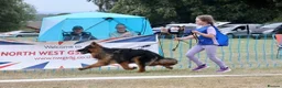 German Shepherd dogs for sale: 1 year old super long coat female  - Advert 5