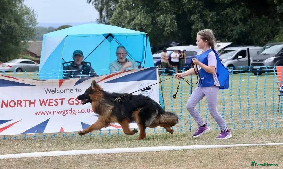 German Shepherd dogs for sale: 1 year old super long coat female  - Advert 5