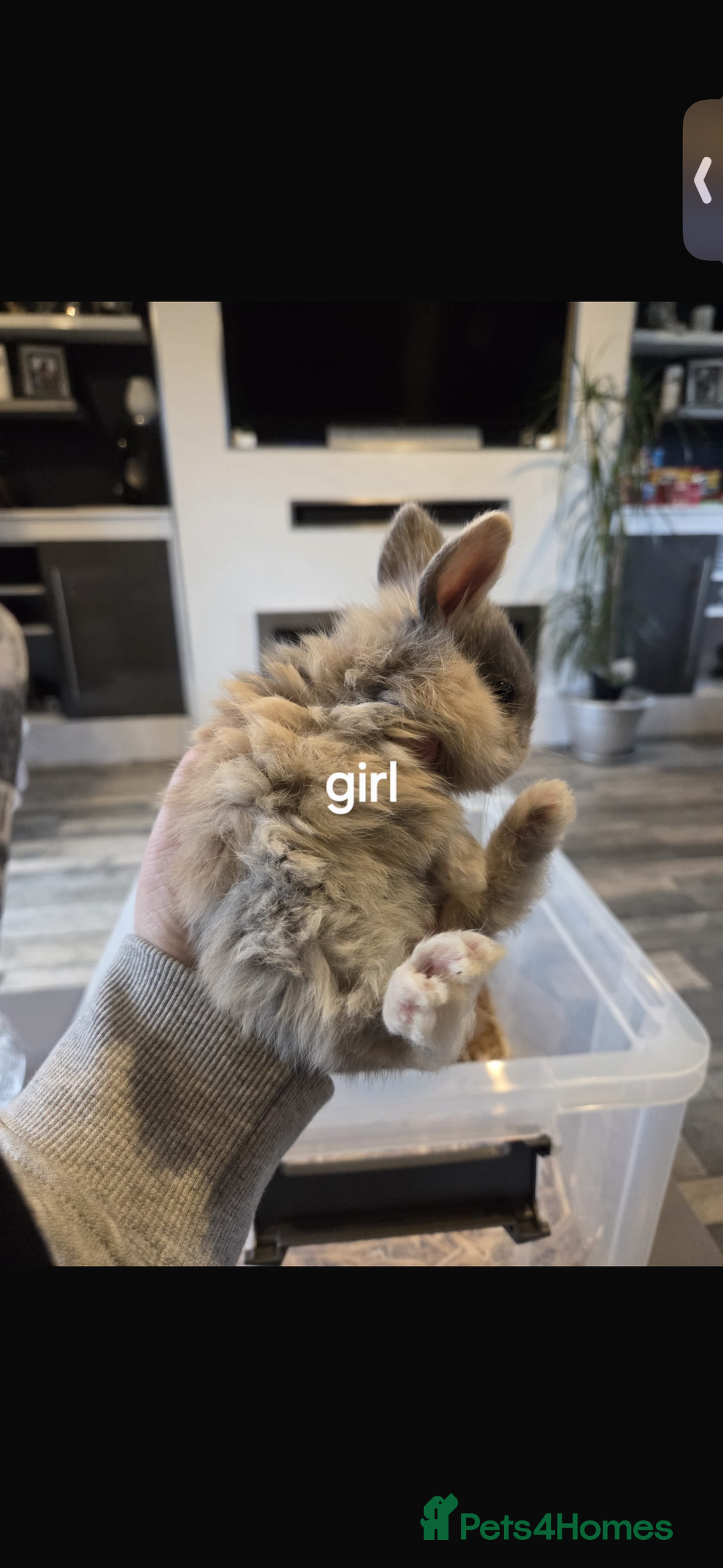 Mixed Breed rabbits for sale: 7 beautiful baby bunnies for sale  - Advert 2