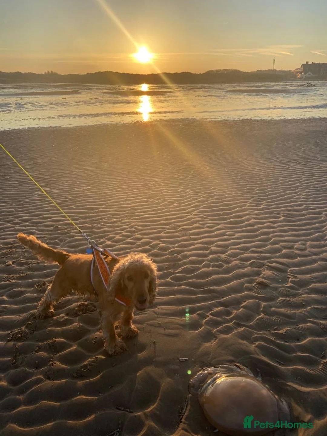 Cocker Spaniel dogs for stud: Cocker Spaniel For Stud in Liverpool - Advert 17