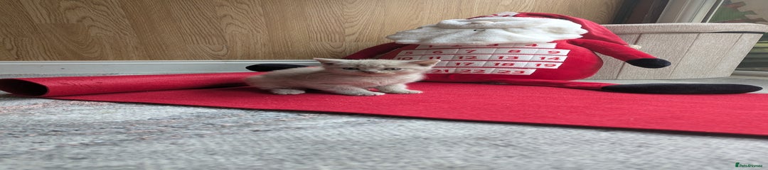 British Shorthair Kitten 4