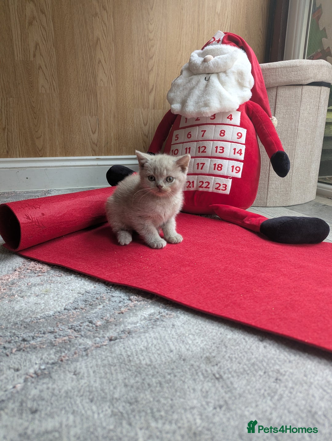 British Shorthair cats for sale: British shorthair  - Advert 14