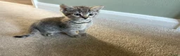 Mixed Breed cats for sale: Three tabby kittens for sale - Advert 3