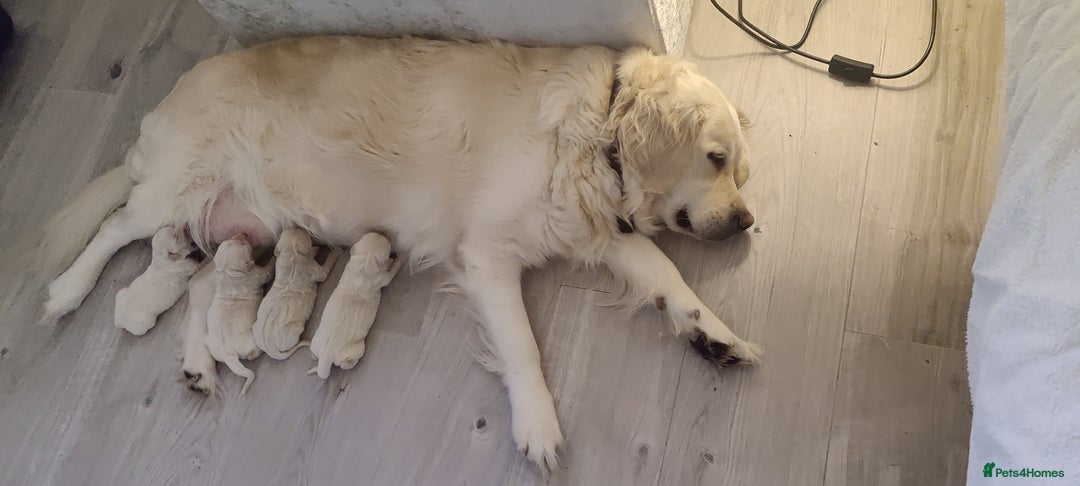 Golden Retriever dogs for sale:  Golden retriever  - Image 3