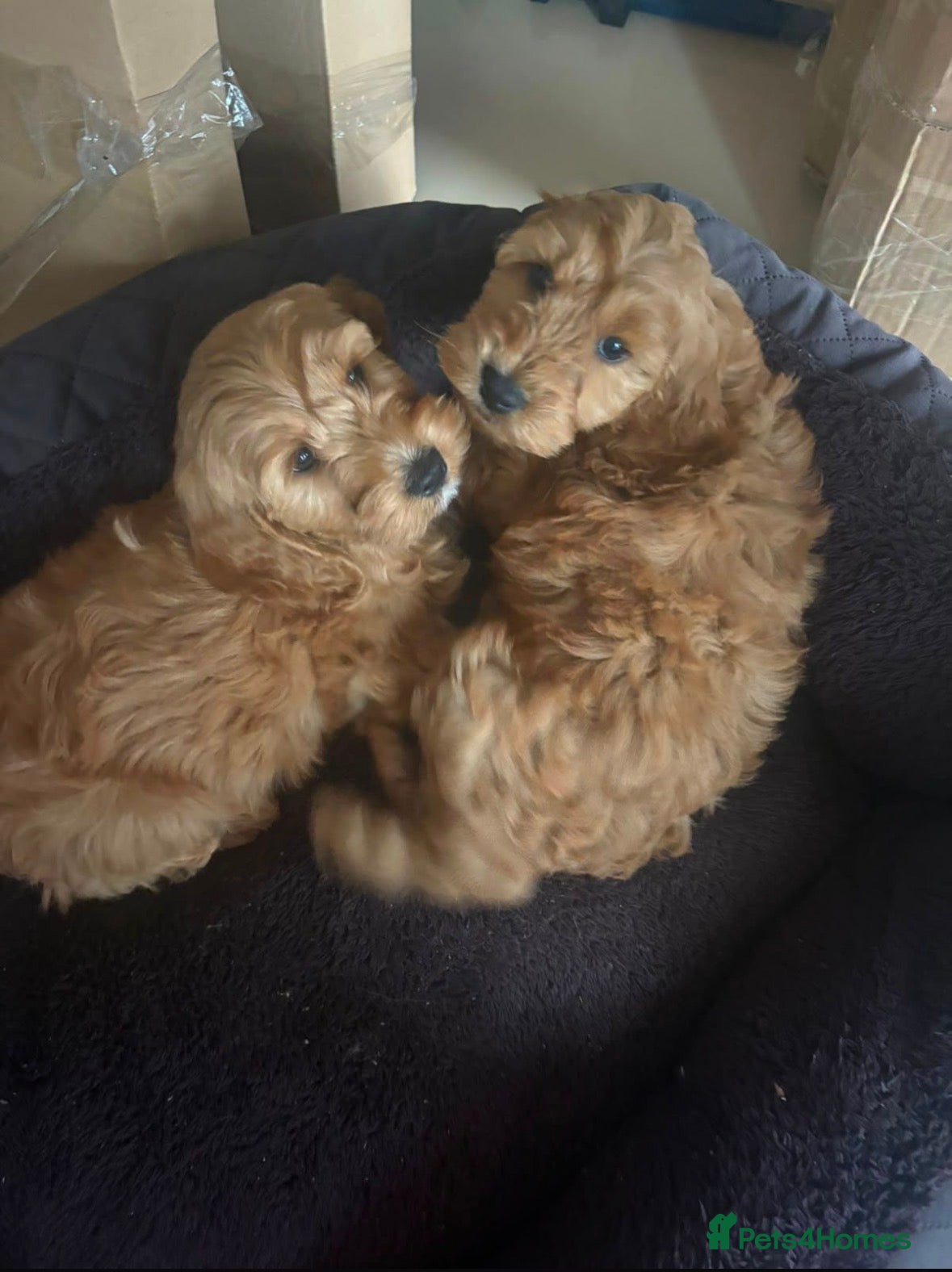 Cockapoo dogs Stunning red F1b cockapoo puppy’s ready to go  - Advert 13