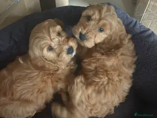 Cockapoo dogs Stunning red F1b cockapoo puppy’s ready to go - Advert 13