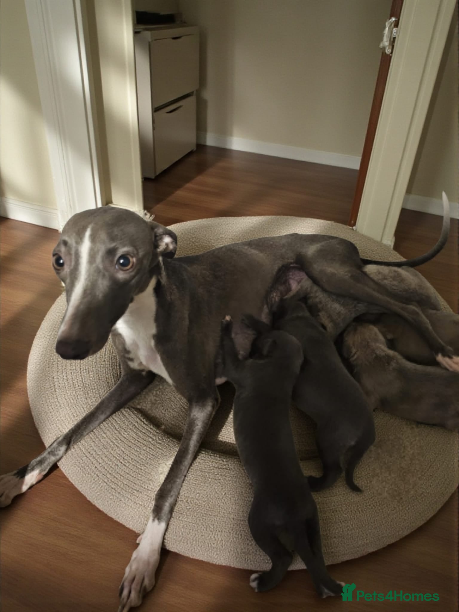 Whippet dogs 5 beautiful male whippet puppies  - Advert 1
