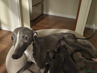 Whippet dogs 5 beautiful male whippet puppies - Advert 2