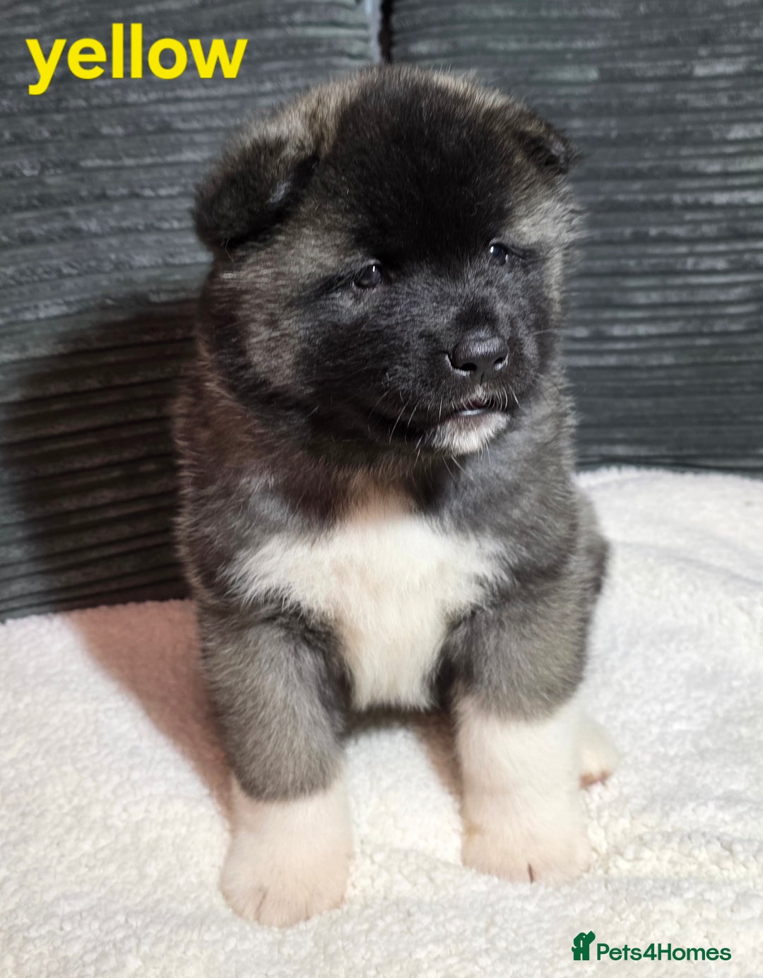 Akita dogs for sale: American akita puppies  - Advert 5