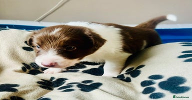 Border Collie dogs - Advert 4