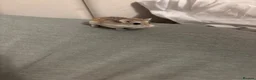 Hamster rodents for sale: Robo hamster  - Advert 1