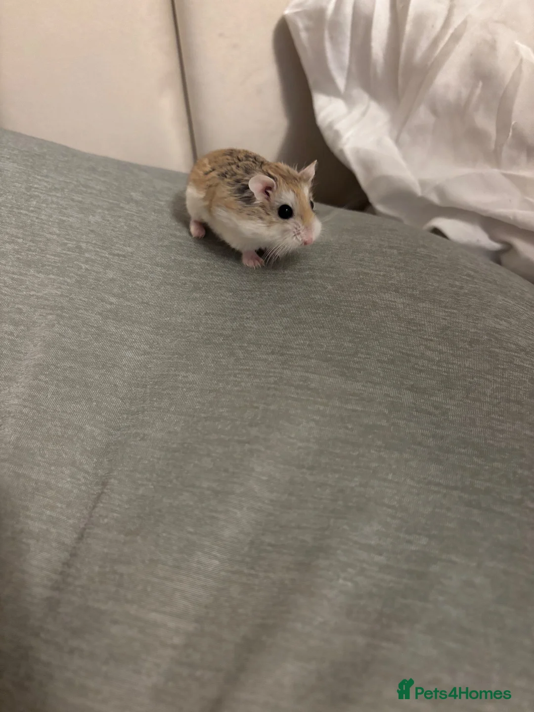 Hamster rodents for sale: Robo hamster  - Advert 1