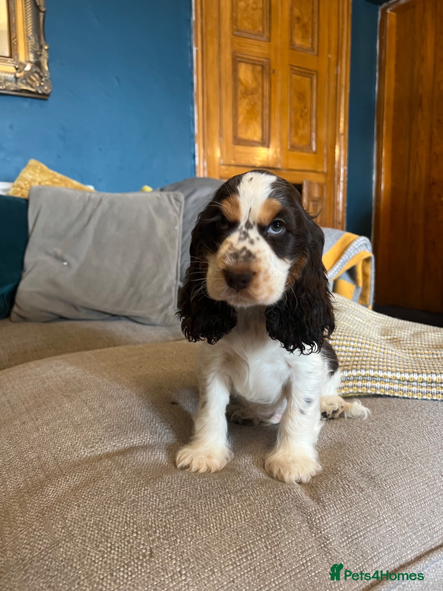 Cocker Spaniel dogs Show Type Cocker Spaniel Puppies - Advert 1