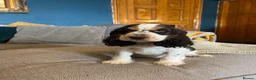 Cocker Spaniel dogs for sale: Show Type Cocker Spaniel Puppies - Advert 4