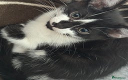 Mixed Breed cats for sale: 4 Kittens for sale (read the description) - Image 3