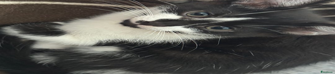 Mixed Breed Kitten 1