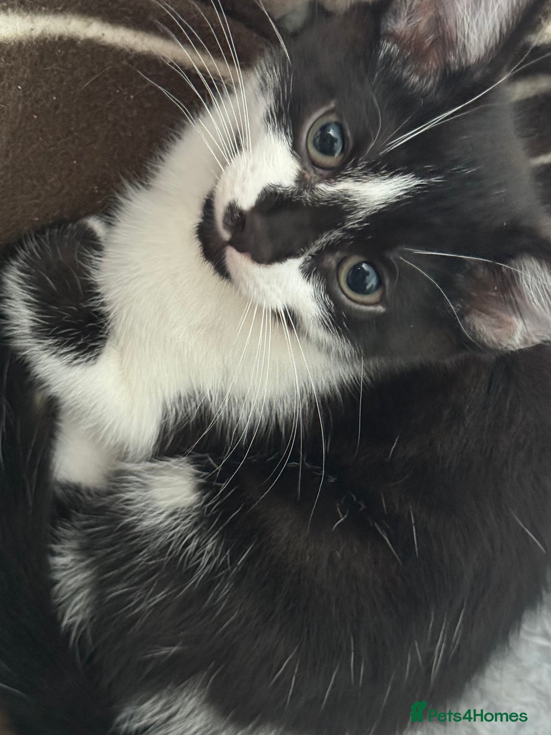 Mixed Breed cats for sale: 4 Kittens for sale (read the description) - Image 3