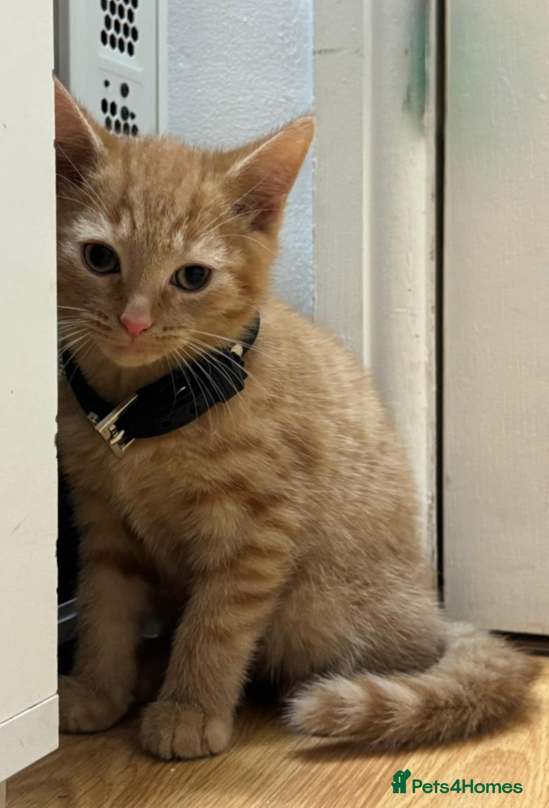 Mixed Breed cats for sale: Kittens ready to leave now  - Advert 14