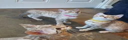 Bengal cats for sale: 🐆💕Very Beautiful Tica Registered Bengal Kittens. - Advert 12