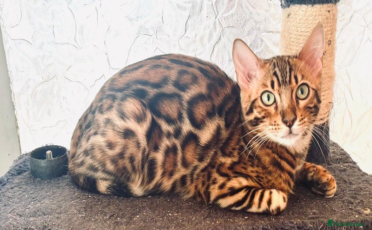 Bengal cats - Advert 2