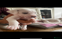 Mixed Breed dogs for sale: adorable Lurcher puppies - Image 9