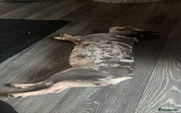 French Bulldog dogs for sale: 🌸Tri Merle Girl French Bulldog🩷 - Image 12