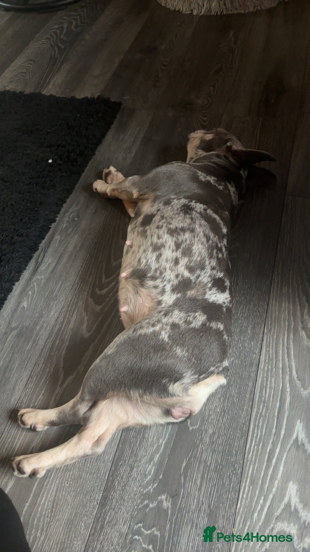 French Bulldog dogs for sale: 🌸Tri Merle Girl French Bulldog🩷 - Image 12