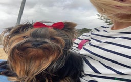 Yorkshire Terrier dogs for sale: Absolutely adorable mini yorkie puppies  - Image 19