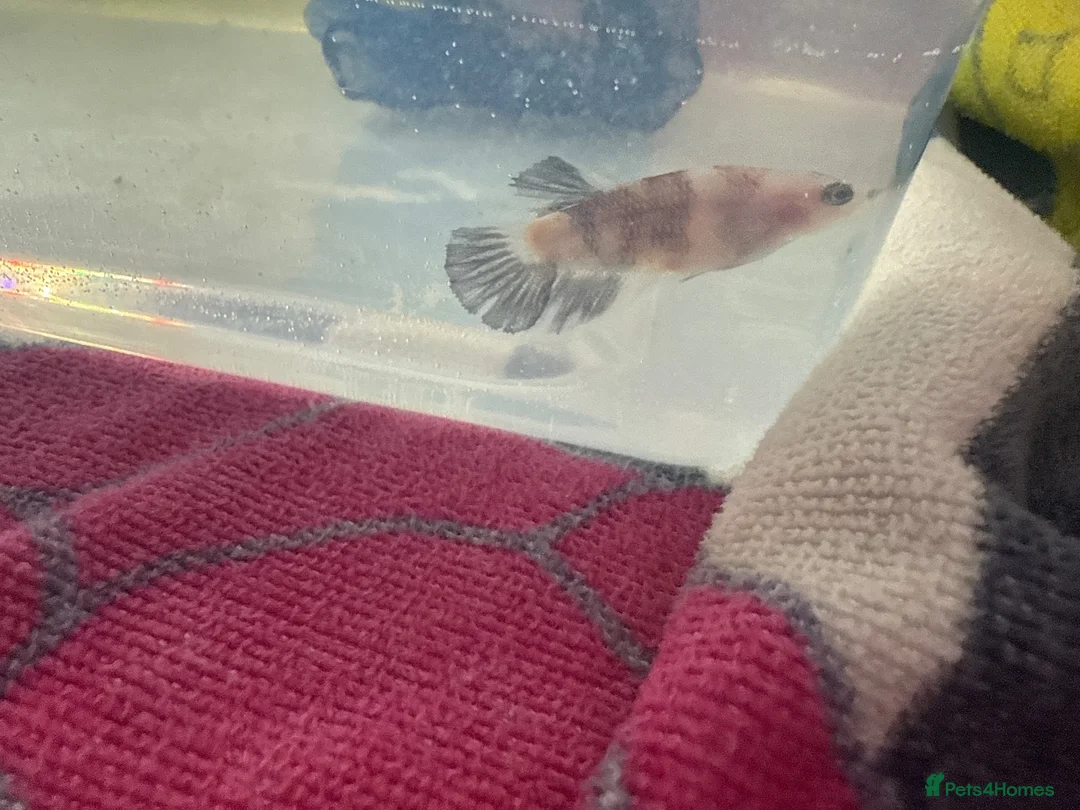 Bettas fish for sale: Female Betta Fish in Salisbury - Advert 1