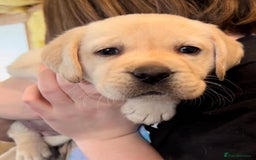 Labrador Retriever dogs for sale: stunning litter of KC registered Labrador - Image 3