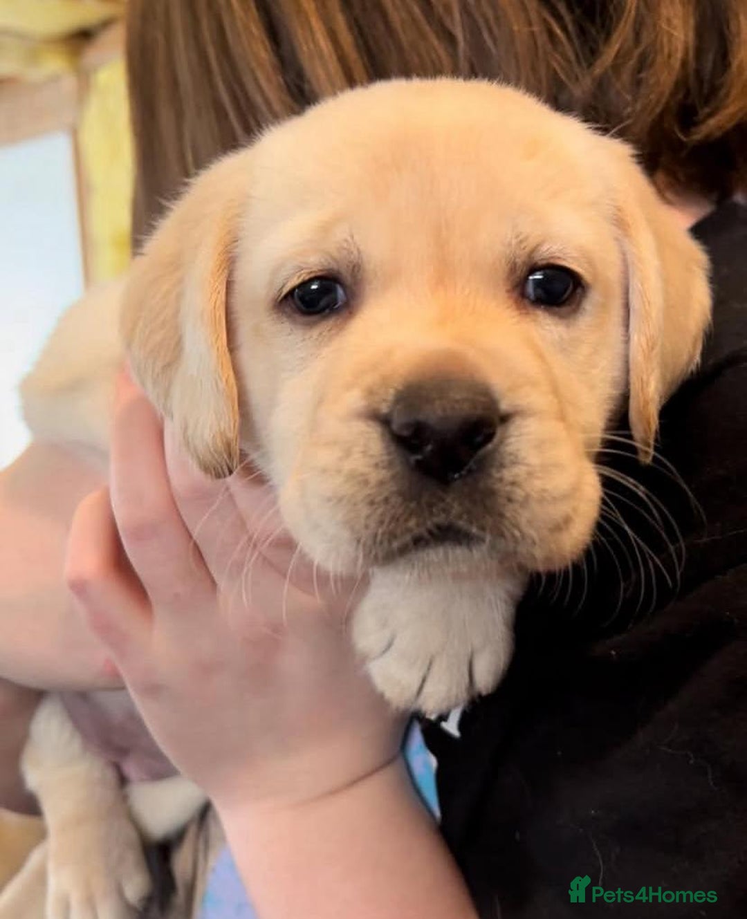 Labrador Retriever dogs for sale: stunning litter of KC registered Labrador - Image 3