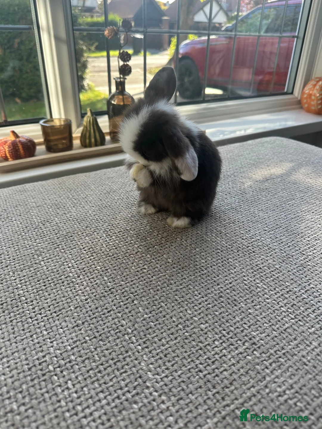 Mini Lop rabbits for sale: Mini lops babies  - Advert 2