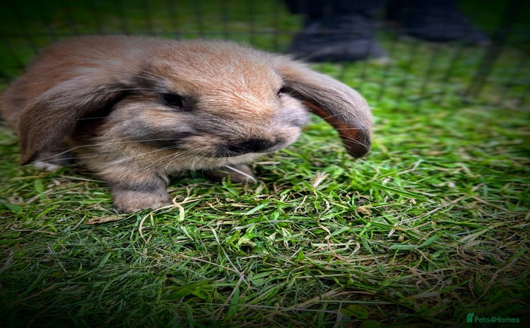 French Lop rabbits - Advert 9