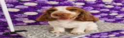 Cocker Spaniel dogs for stud: Show cocker Chocolate Roan stud - Advert 1