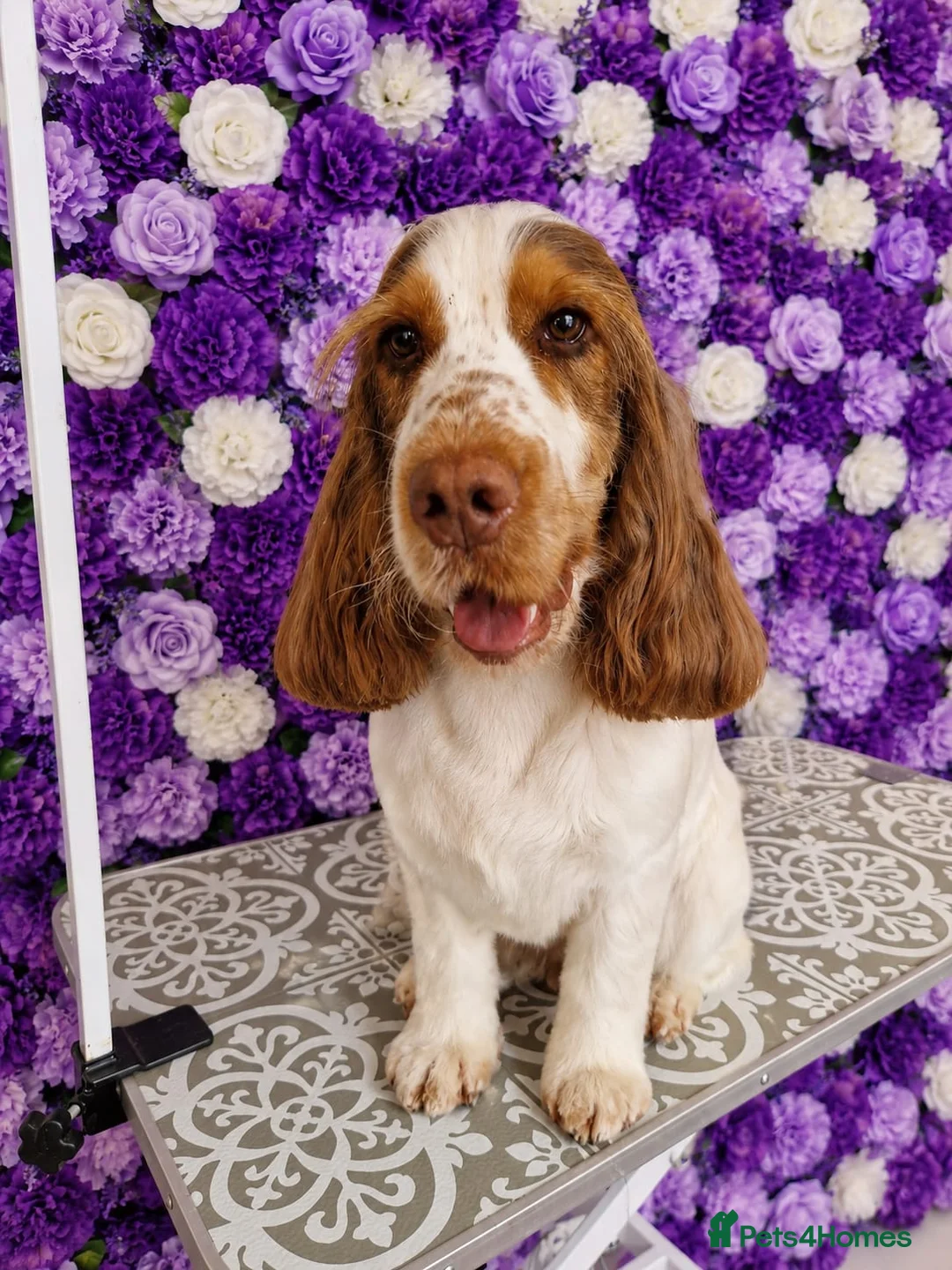 Cocker Spaniel dogs for stud: Show cocker Chocolate Roan stud - Advert 1