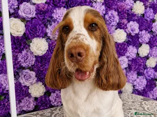 Cocker Spaniel dogs Show cocker Chocolate Roan stud - Advert 1