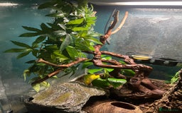 Gecko reptiles for sale: 2 crested geckos & 2 gargoyle geckos with setups - Image 2