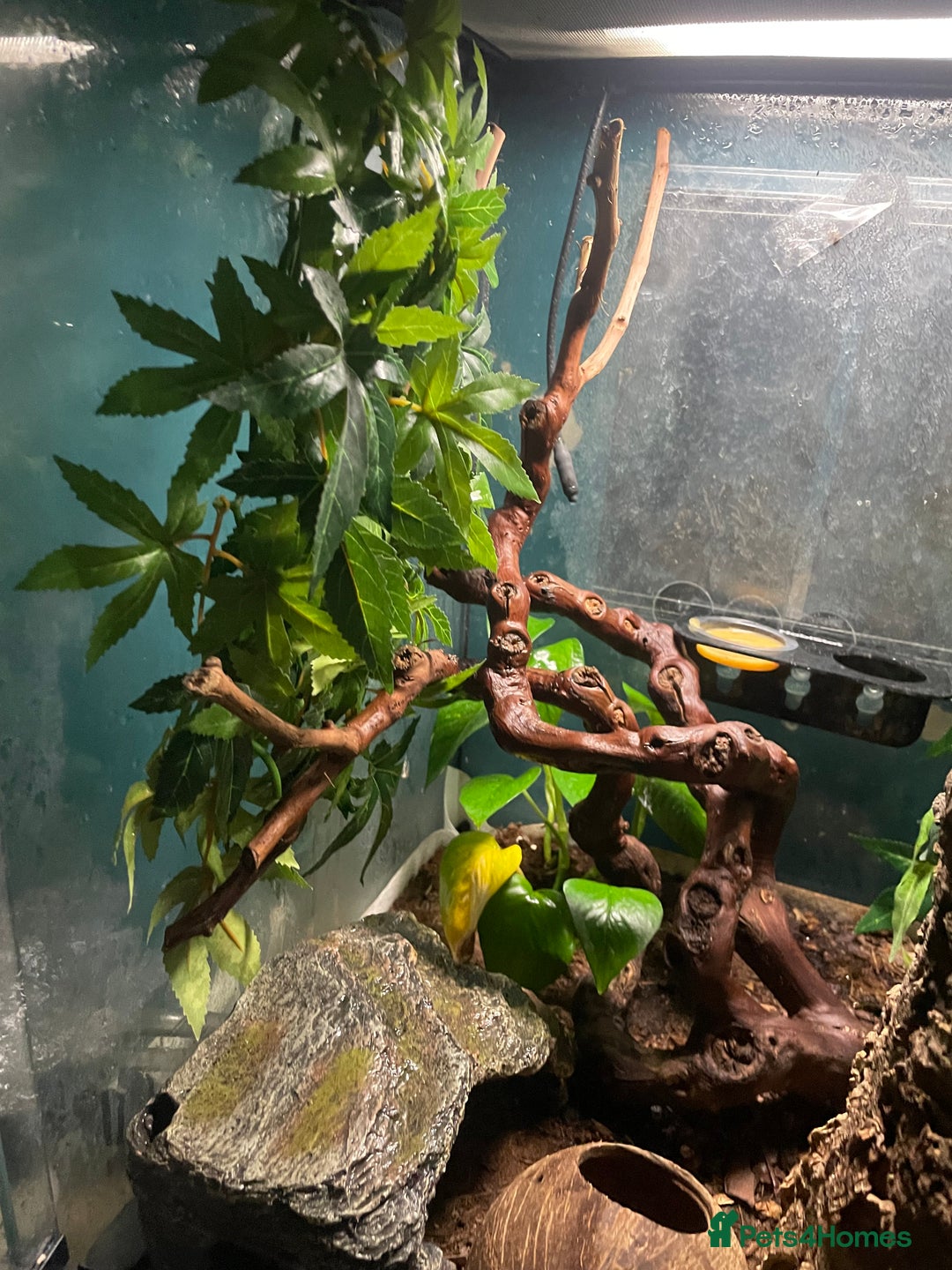 Gecko reptiles for sale: 2 crested geckos & 2 gargoyle geckos with setups - Image 2