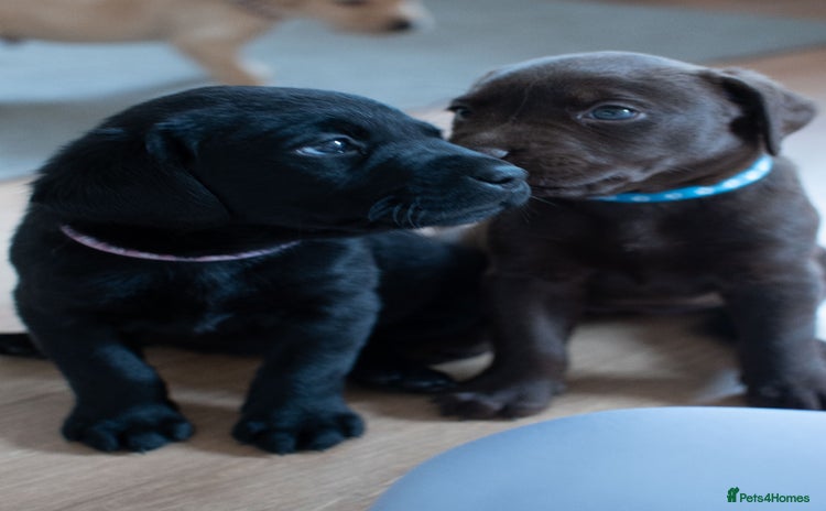 Labrador Retriever dogs - Advert 3