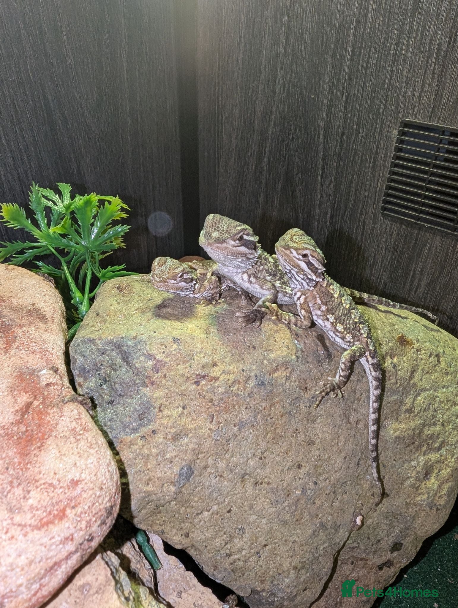 Bearded Dragon reptiles Baby Rankin's Dragons with kinked tails - Advert 2
