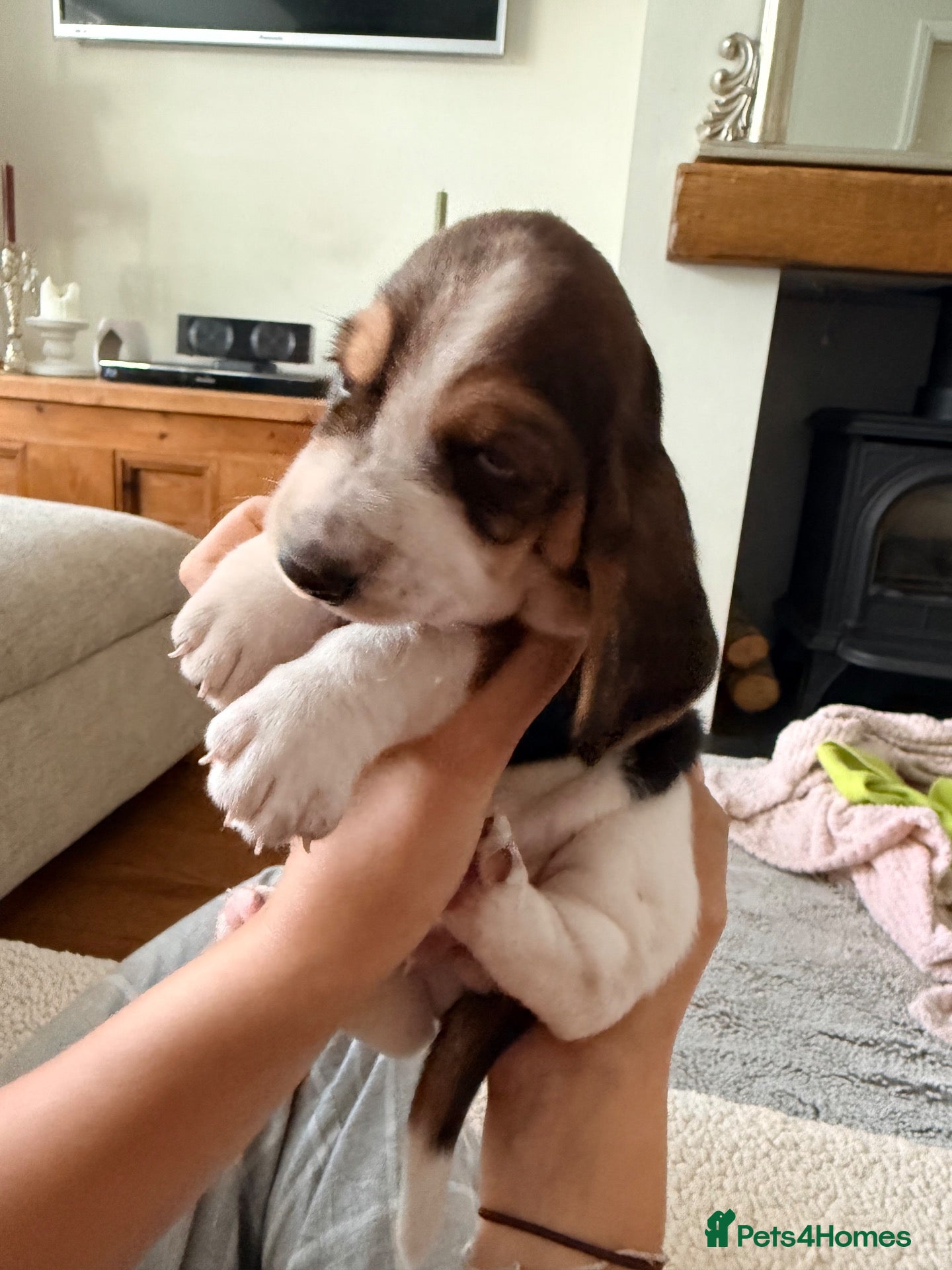 Basset Hound dogs Basset Hound Puppies - Advert 5