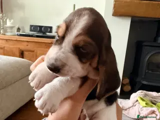 Basset Hound dogs Basset Hound Puppies - Advert 7