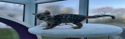 Bengal cats for sale: CUTE SILVER FEMALE BENGAL KITTEN (TICA)  - Advert 5