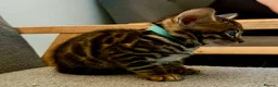 Bengal cats for sale: Exotic Bengal kittens TICA pedigree top quality  - Advert 10