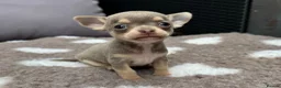 Chihuahua dogs for sale: 🐶Tiny exquisite RARE blue, Lilac & Chocolate Tri  - Advert 13