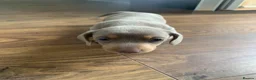 Miniature Dachshund dogs for sale: 🌟 Beautiful Miniature Dachshund Puppies 🌟 - Advert 9