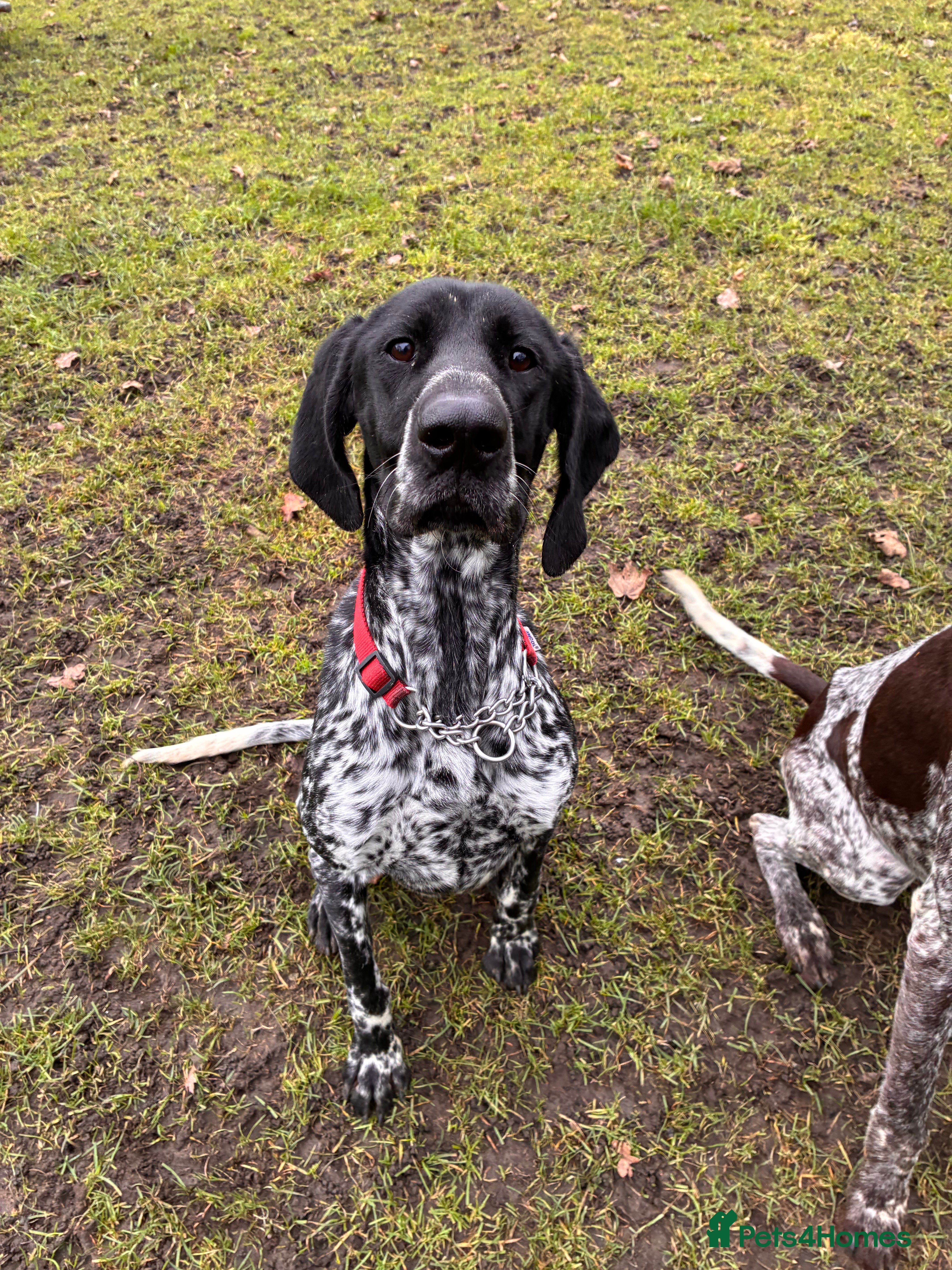 German Shorthaired Pointer dogs German short haired pointer 12 month old female  - Advert 2